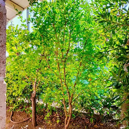 Nel Verde * Nardo